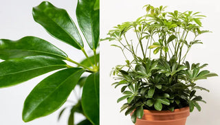 How to Grow & Care For an Umbrella Tree