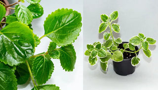 How to Care for Swedish Ivy