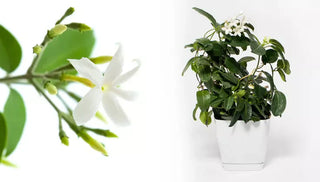 How to Care for a Jasmine Plant