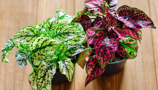 How to Care for Polka Dot Plants