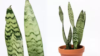 How To Grow & Care For Snake Plants