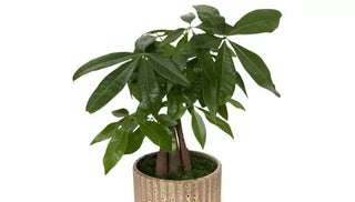 How To Grow & Care For a Money Tree