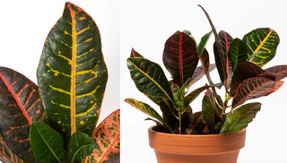 How to Grow & Care for a Croton Plant