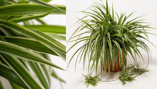 How To Grow & Care For Spider Plants