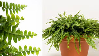 How to Grow & Care For Boston Ferns