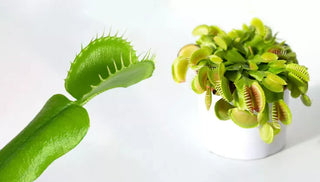 How to Care for a Venus Flytrap