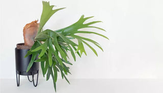 How to Care for a Staghorn Fern