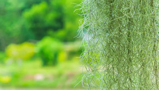 How to Care for Spanish Moss