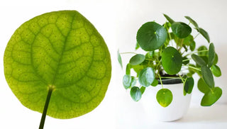 How to Care for a Chinese Money Plant