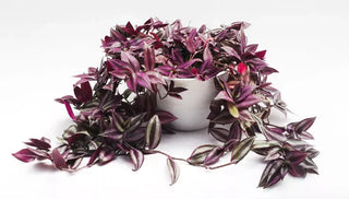 How to Care for an Inch Plant