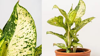How to Grow & Care For Dieffenbachia
