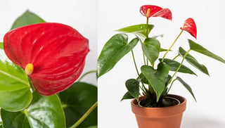 How to Grow & Care for Anthurium