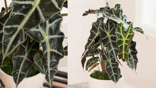 How to Care for Alocasia
