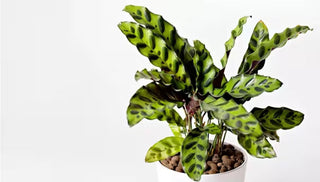 How to Grow & Care for Prayer Plants