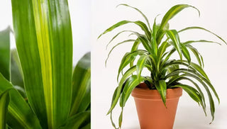 How to Grow & Care for a Dracaena