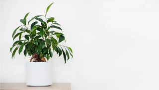 How to Care for a Banyan Tree