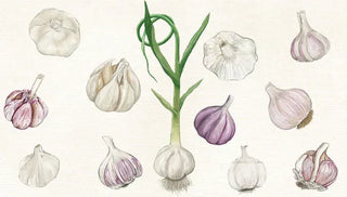 Unlocking the Flavor of Garlic