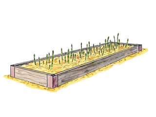 Abundant Asparagus