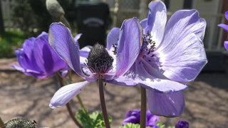 Not hardy? Not a problem