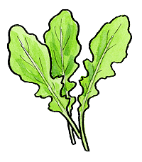 Arugula