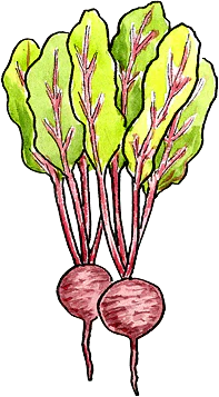 How to Grow Beets from Seed?