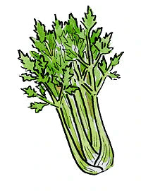 Celery