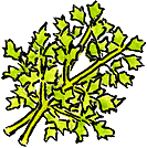Cilantro