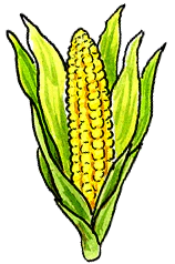 Corn