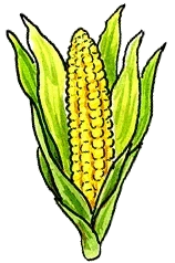 Corn