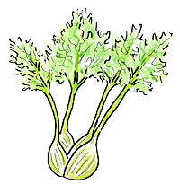 Fennel