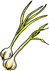 How To Plant Garlic