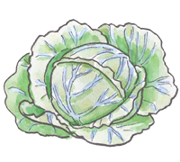 Cabbage