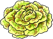 Lettuce (head lettuce)