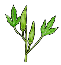 Okra
