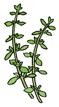 Oregano