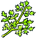 Parsley