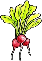 Radishes