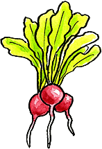 Radishes