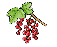 Currants and Gooseberries