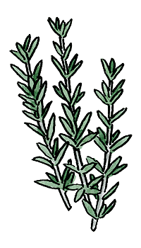Rosemary