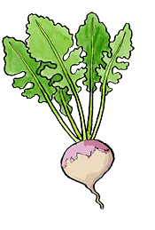 Turnip
