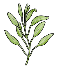Sage