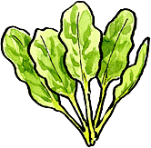 Spinach