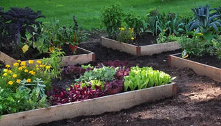 Vegetable Gardening for Beginners