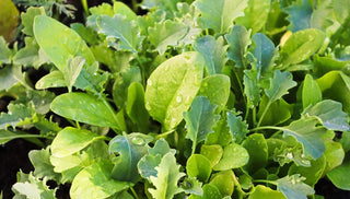 What To Plant In Late Summer