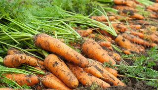 Carrots in a Grow Bag