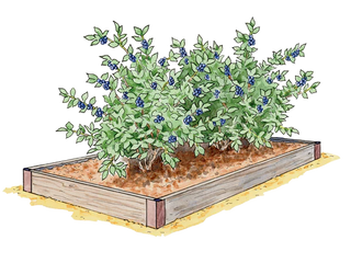 Bountiful Blueberry