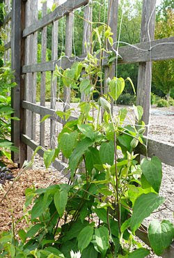 Netting Helps Clematis Climb