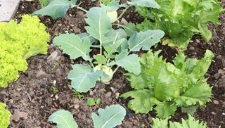 What Is Companion Planting?