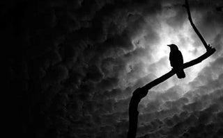 Take a Closer Look at Crows